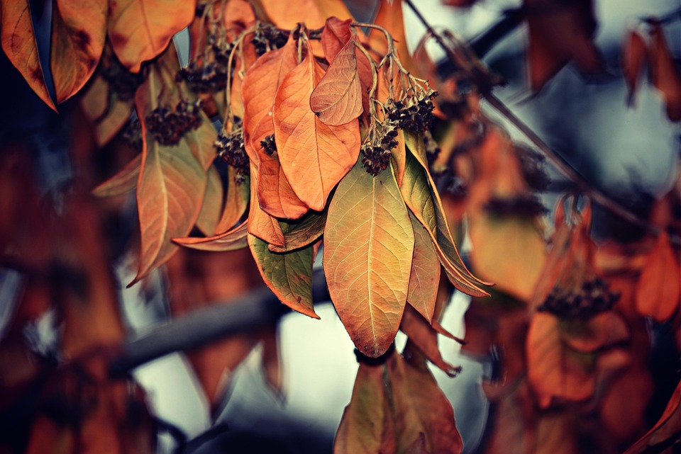 The Map of the Soul: Navigating the Tree of Life for Self-Discovery and Growth
