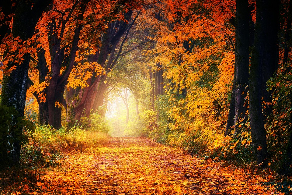 Life Path Number: The Ultimate Guide to Unlocking Your Potential and Achieving Your Goals