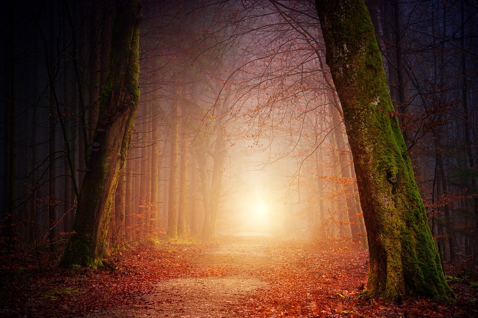 From Birthdate to Destiny: How Life Path Numbers Can Predict Your Life Journey and Success