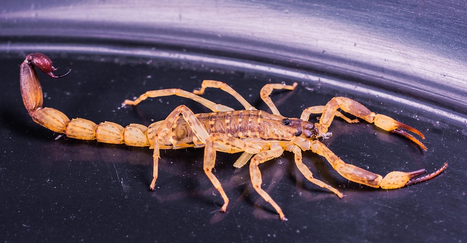 Scorpios, Be Prepared for a Month of Transformation and Renewal
