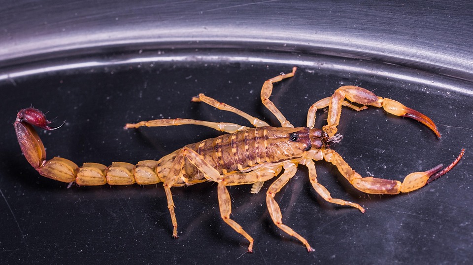 The Scorpio Effect: How This Water Sign’s Energy Will Impact Your Life