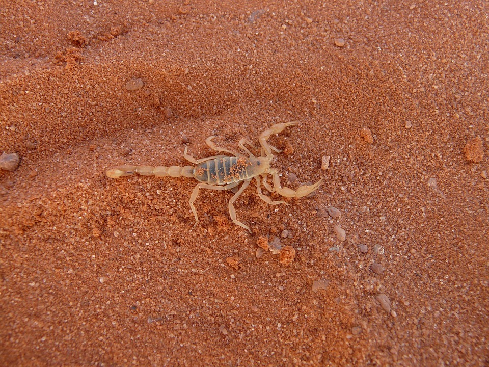 The Scorpio Enigma: Cracking the Code of This Complex and Intriguing Zodiac Sign