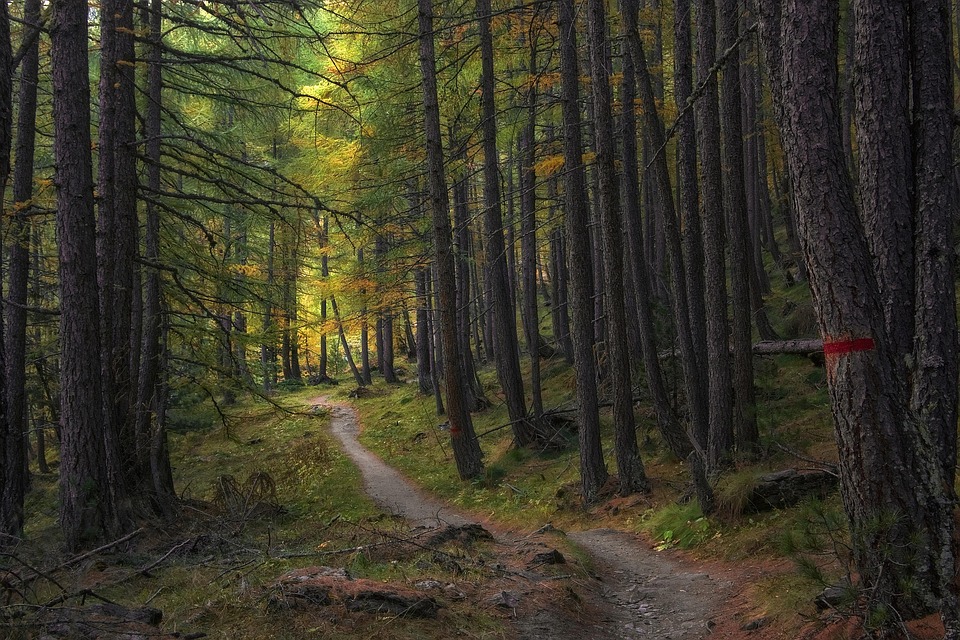 Life Path Number Calculator: What Your Number Reveals About Your Personality, Strengths, and Challenges