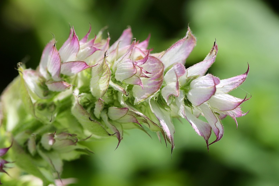 Fresh Start, New Vibes: How to Use Sage Cleansing to Manifest Positive Change