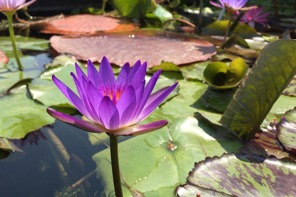 Reiki and Self-Care: How to Use This Practice to Nurture Your Body and Soul