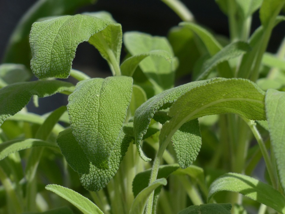 Purify Your Space, Purify Your Mind: The Benefits of Sage Cleansing