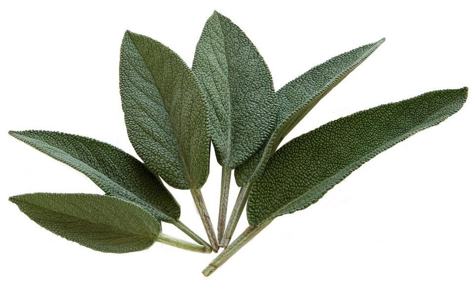 Sage & Sanity: How This Ancient Practice Can Improve Your Mental Health