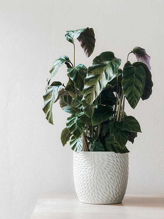 The Less, The Merrier: How Embracing Minimalism Can Bring You More Joy
