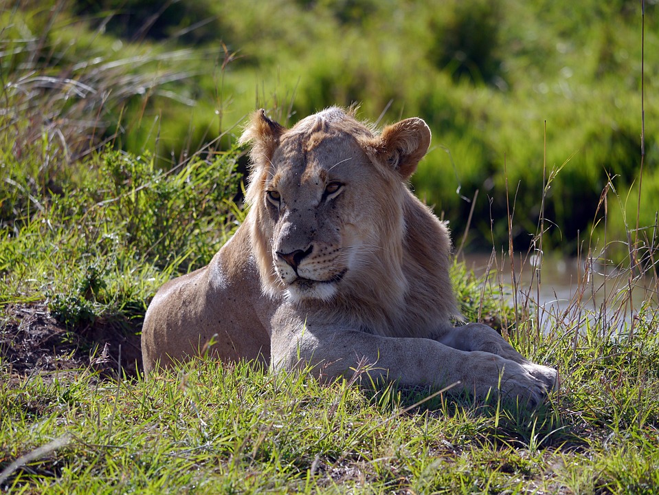 The King of the Jungle: How Leos Can Rule Their World with Courage and Charisma