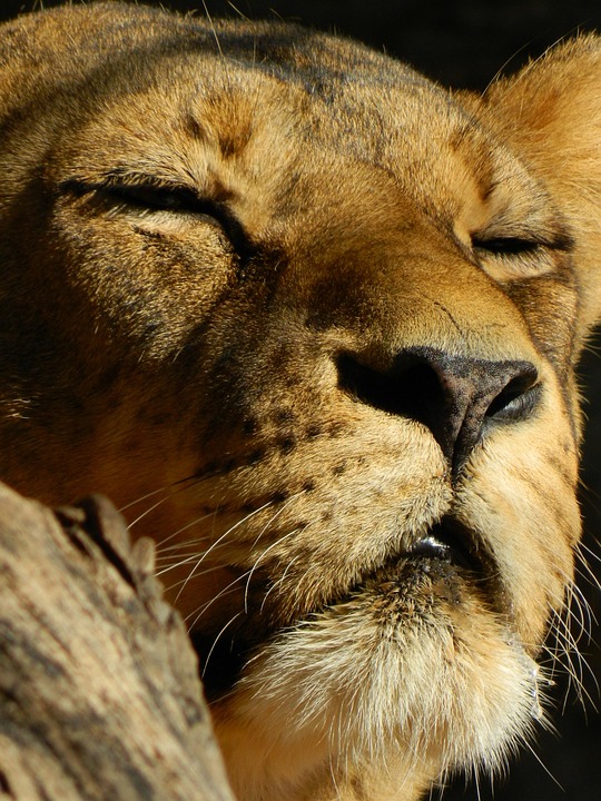 Burning Bright: Leo Horoscope Offers Insights into Your Future Success and Happiness