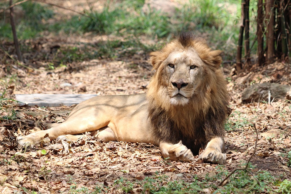 Lion’s Pride: What Your Leo Horoscope Says About Your Strengths and Weaknesses