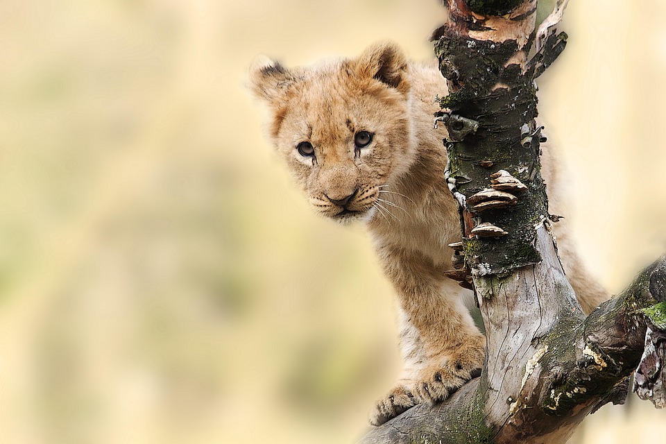 The Leo Effect: How Your Horoscope Can Impact Your Relationships and Career
