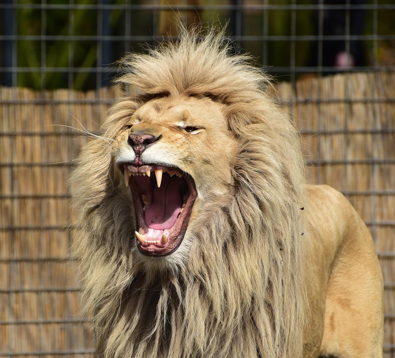 Leo Horoscope: Unlocking the Secrets to Your Inner Strength and Resilience
