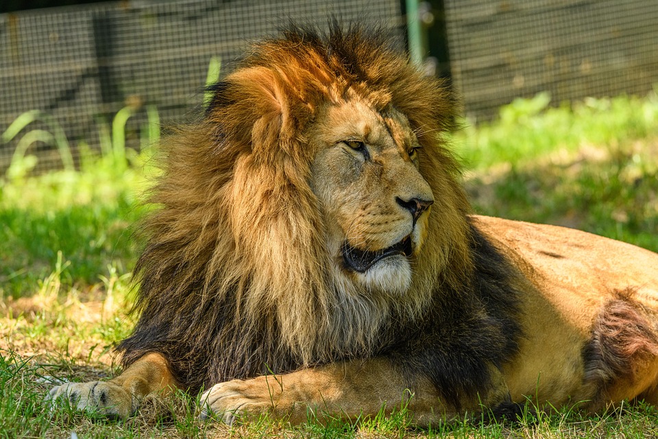 Leo Season is Here: Get Ready for a Summer of Fun and Adventure