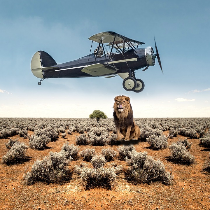 The Lion’s Share: How Leos Can Make the Most of Their Lucky Breaks