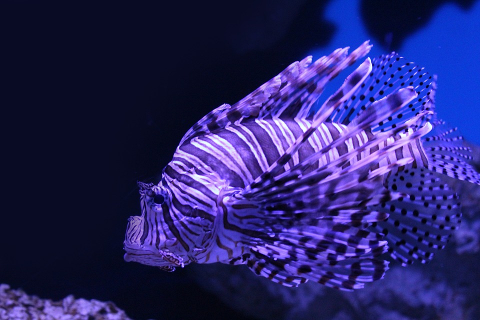 Tides of Passion: Your Pisces Horoscope for Intimacy and Connection