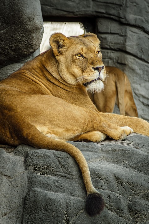 Leo Horoscope: Expect a Blaze of Creativity and Passion