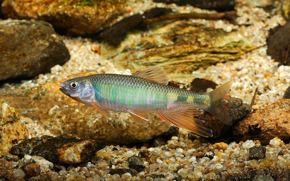 Fish Out of Water? Not with Our Pisces Horoscope Guide