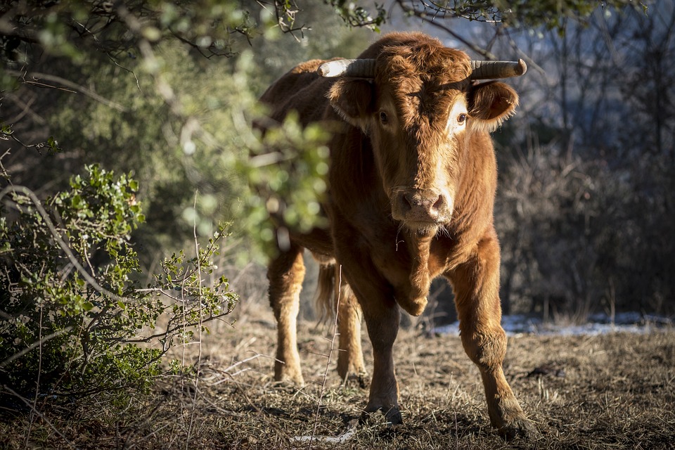 The Taurus Mindset: How to Think Like a Taurus and Achieve Success