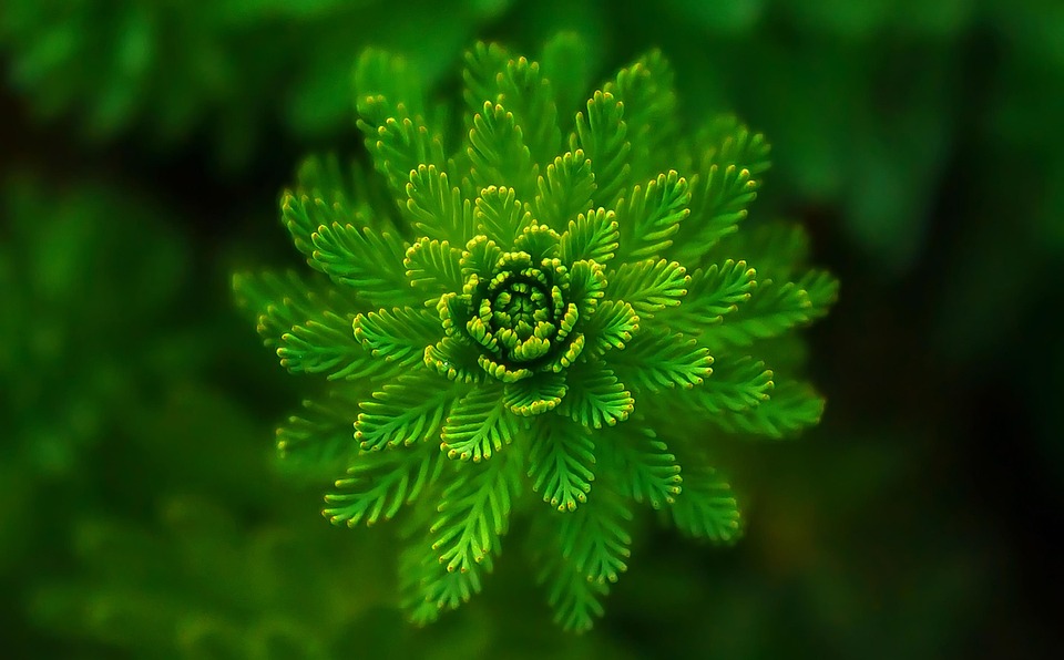 Sustainable Living Made Easy: Practical Advice for a Greener You