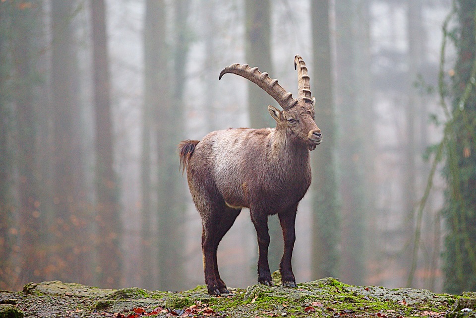 Unleashing the Power of the Goat: Capricorn’s Horoscope for Personal Growth