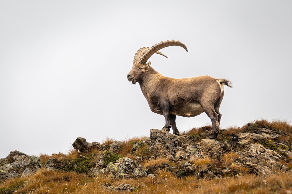 Reach New Heights: Capricorn’s Astrological Forecast for Success