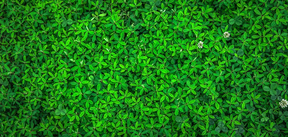 Eco-Friendly Living 101: A Beginner’s Guide to Reducing Your Impact