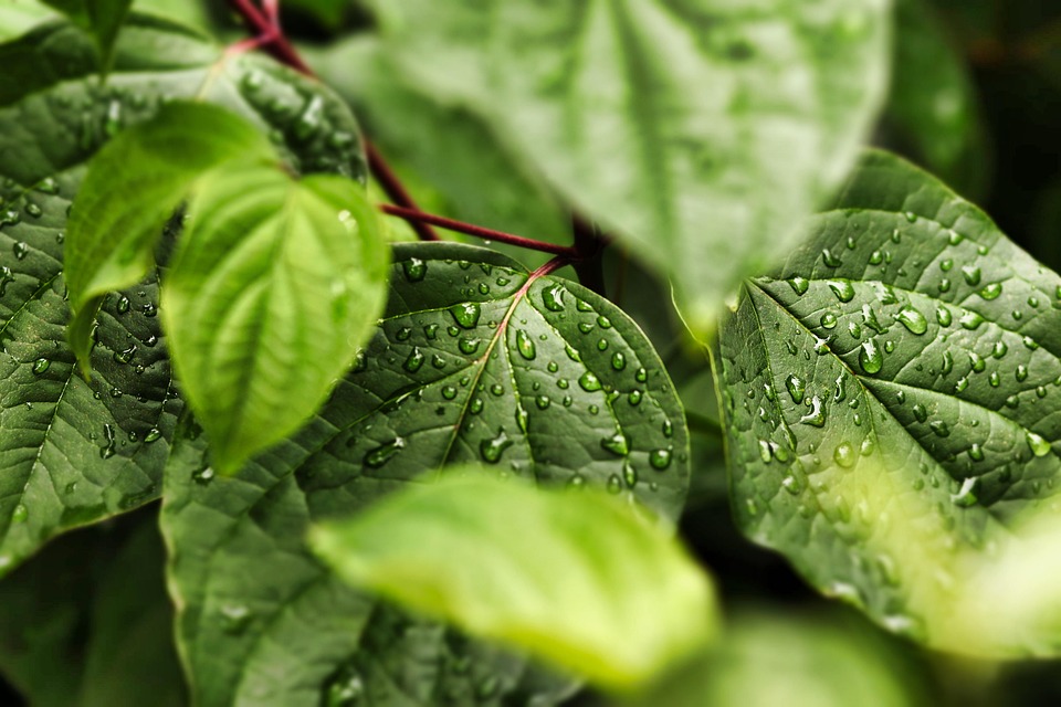 Living in Harmony with Nature: Tips for a More Eco-Conscious Lifestyle