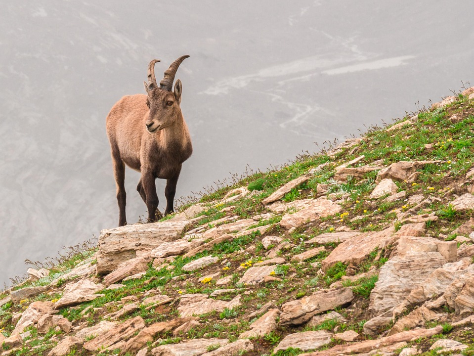 Capricorn Horoscope: Staying Grounded and Focused in a Chaotic World