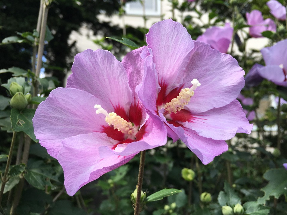 The Numerology of Naming: How to Choose a Name that Aligns with Your Child’s Destiny