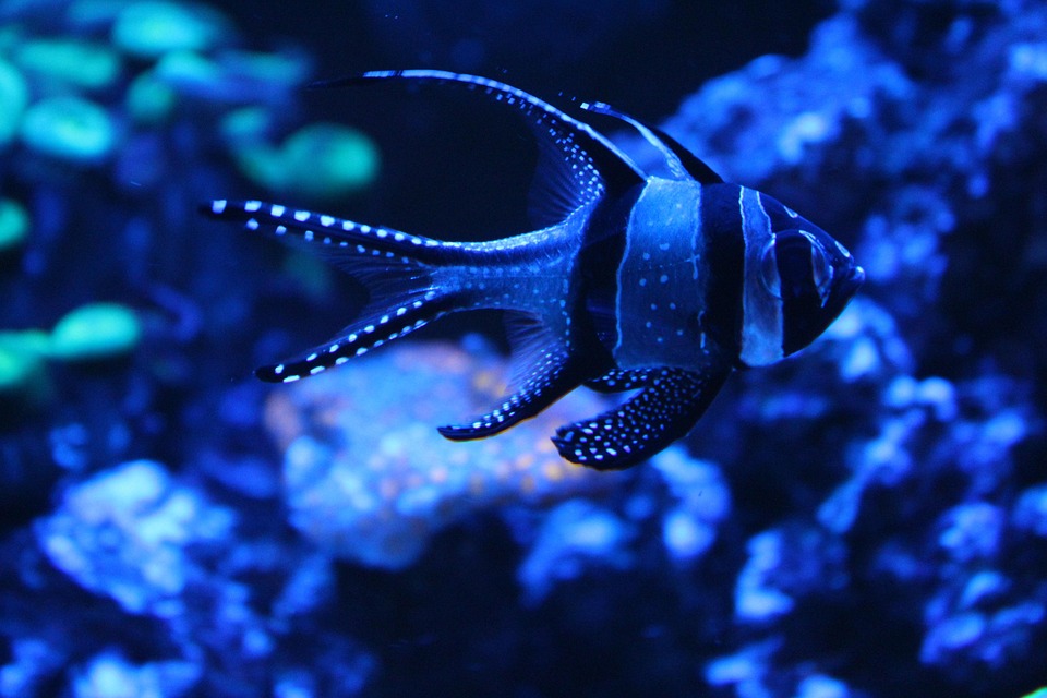Mind, Body, and Spirit: Pisces Horoscope for Holistic Wellness