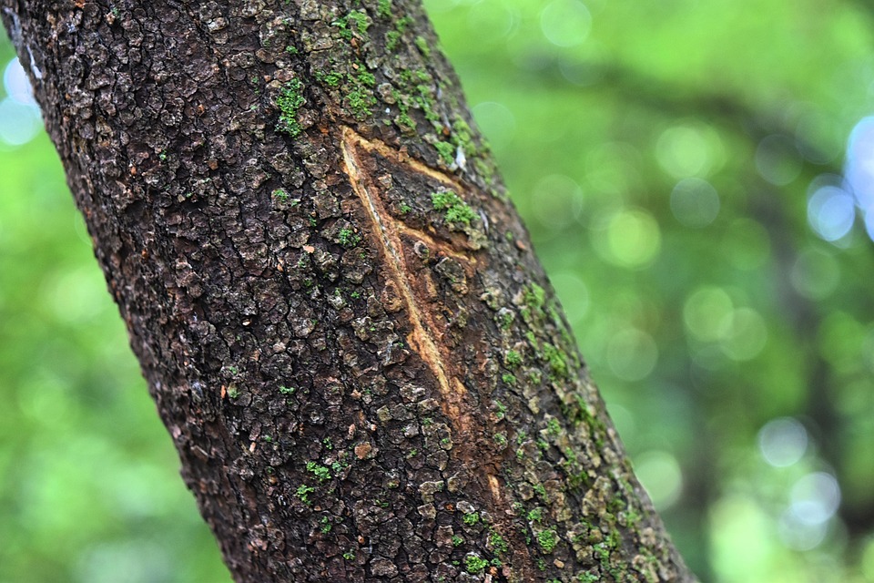 From Intuition to Insight: A Beginner’s Guide to Using Tarot for Self-Discovery and Personal Growth