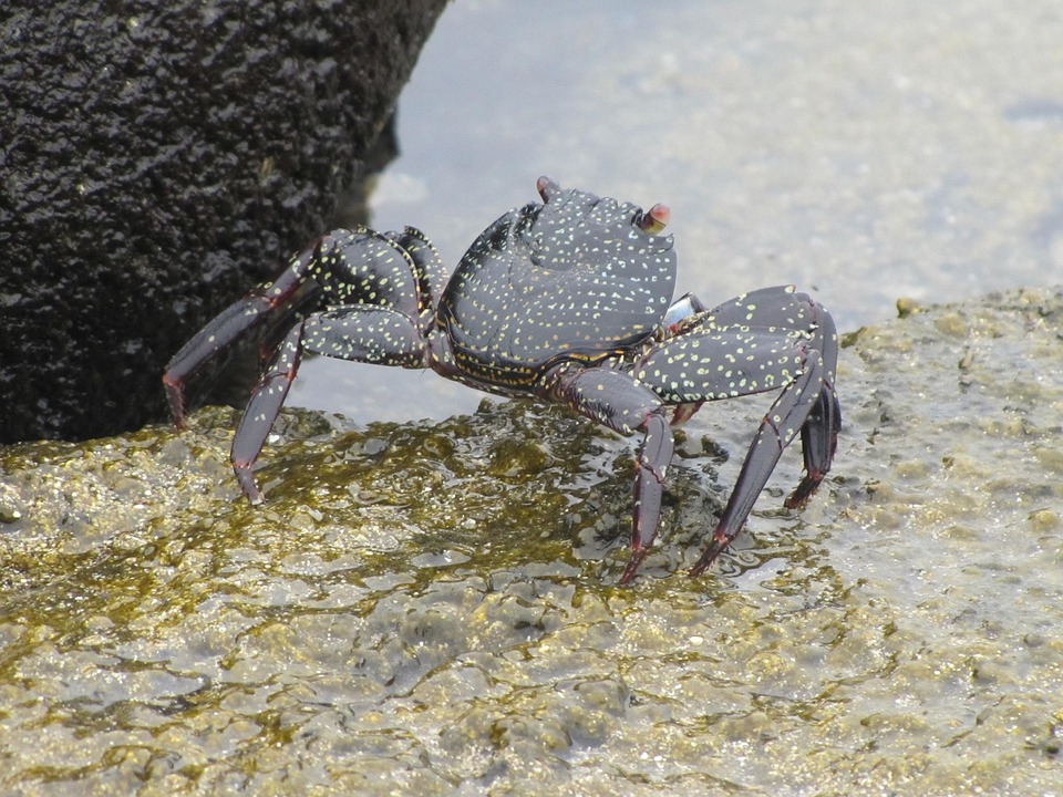 Cancer Horoscope: How to Manage Stress and Anxiety