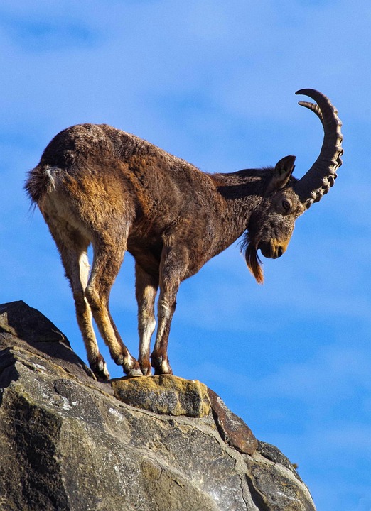 The Responsible Goat: How Capricorns Can Use Their Practical Nature to Achieve Greatness