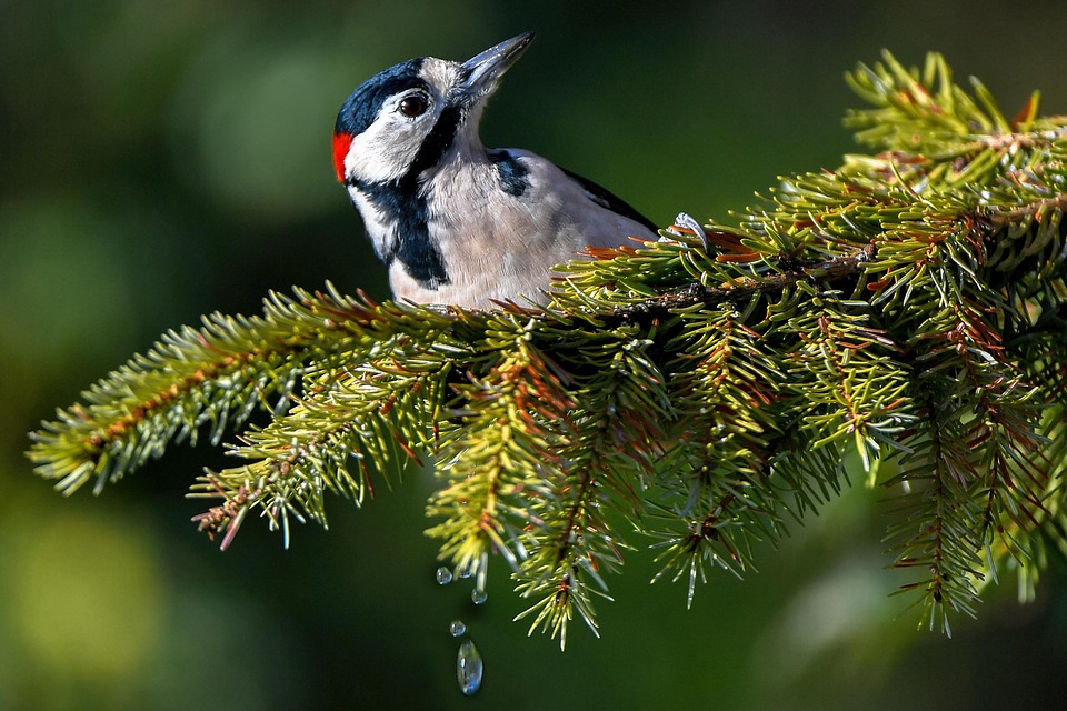 The Major Arcana: A Toolbox for Personal Growth, Transformation, and Self-Awareness