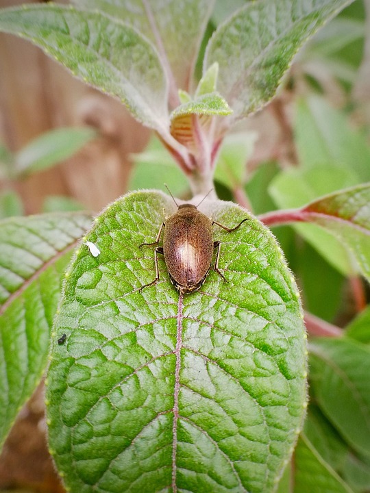 The Interconnectedness of the Minor Arcana: Understanding How Each Suit Influences the Others