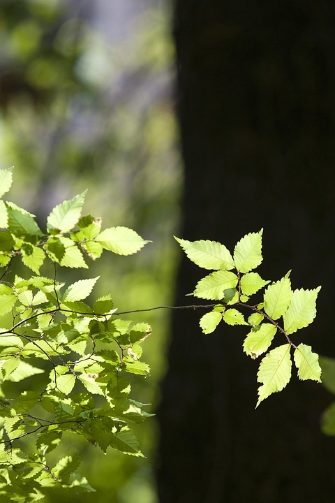 Journey to Wholeness: How to Integrate Your Emotions and Find Inner Peace