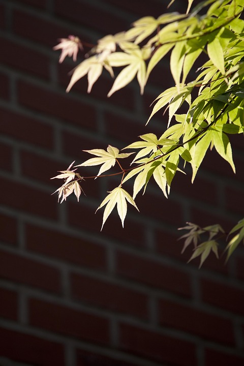 The Gift of Emotional Intelligence: How to Develop Self-Awareness and Heal