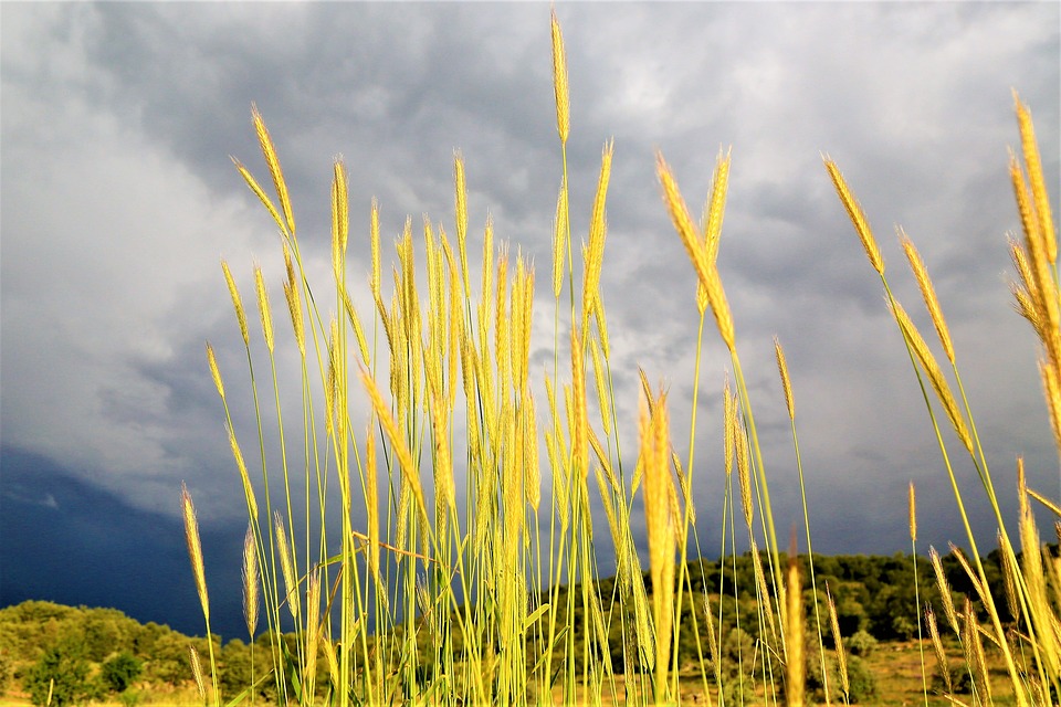 The Virgin’s Voyage: Navigating Life’s Challenges with Your Virgo Horoscope