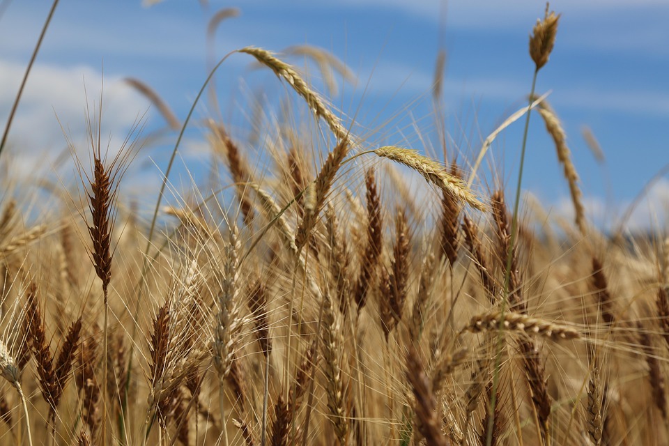 From Analysis to Action: Your Virgo Horoscope Guide to Making Decisions